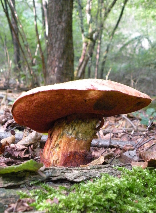 Porcini emiliani: Boletus luridus?